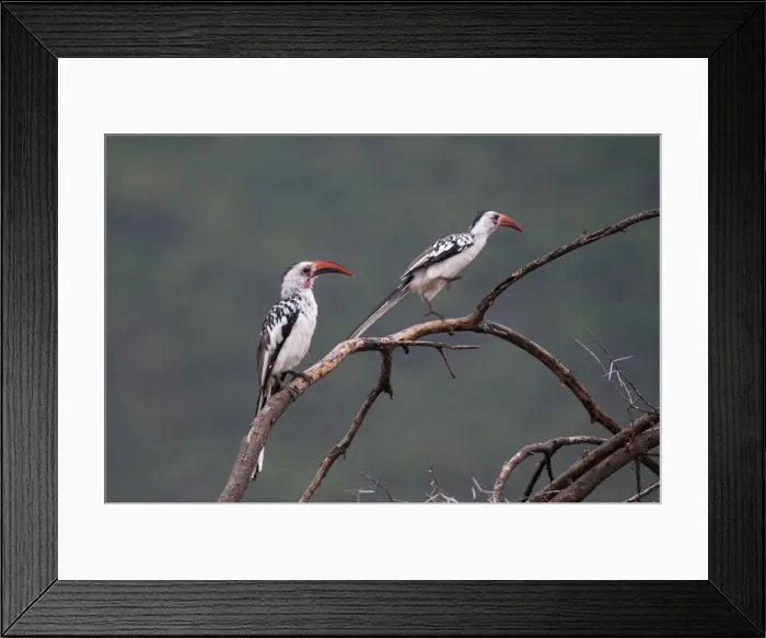 Framed Print : Red-billed hornbills (Tockus enythrorhynchus), Samburu National Park, Kenya Framed Print : Red-billed hornbills (Tockus enythrorhynchus), Samburu National Park, Kenya
