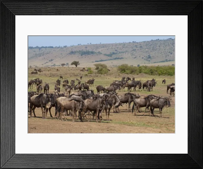 Framed Print : Wildebeest (Connochaetes taurinus), Masai Mara, Kenya, East Africa, Africa Framed Print : Wildebeest (Connochaetes taurinus), Masai Mara, Kenya, East Africa, Africa