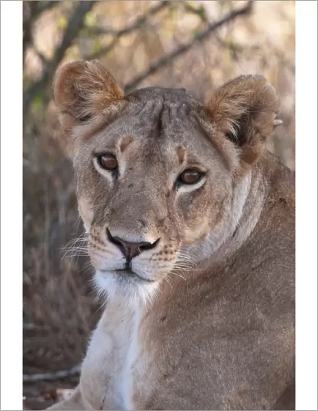 Lioness (Panthera leo), Loisaba Wilderness Conservancy, Laikipia, Kenya