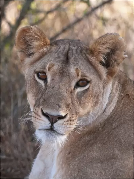 Lioness (Panthera leo), Loisaba Wilderness Conservancy, Laikipia, Kenya