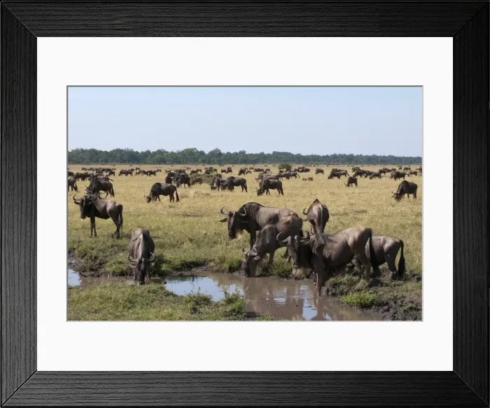 Framed Print : Wildebeest (Connochaetes taurinus), Masai Mara, Kenya, East Africa, Africa Framed Print : Wildebeest (Connochaetes taurinus), Masai Mara, Kenya, East Africa, Africa