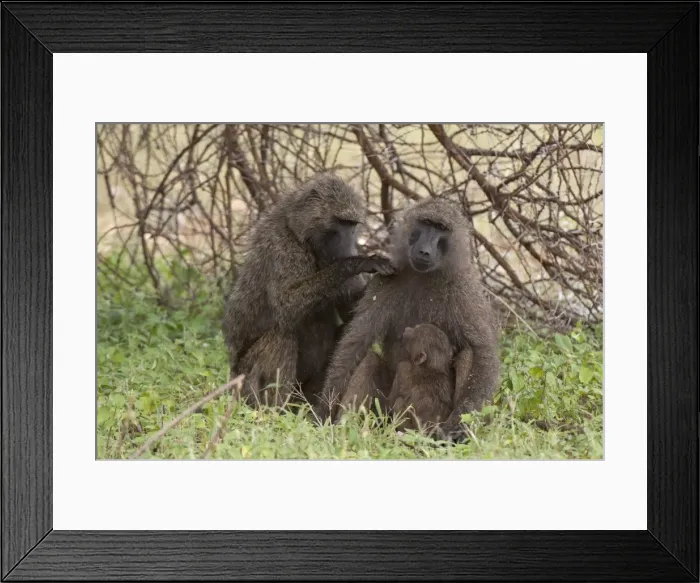 Framed Print : Olive baboon (Papio anubis), Samburu National Park, Kenya, East Africa, Africa Framed Print : Olive baboon (Papio anubis), Samburu National Park, Kenya, East Africa, Africa