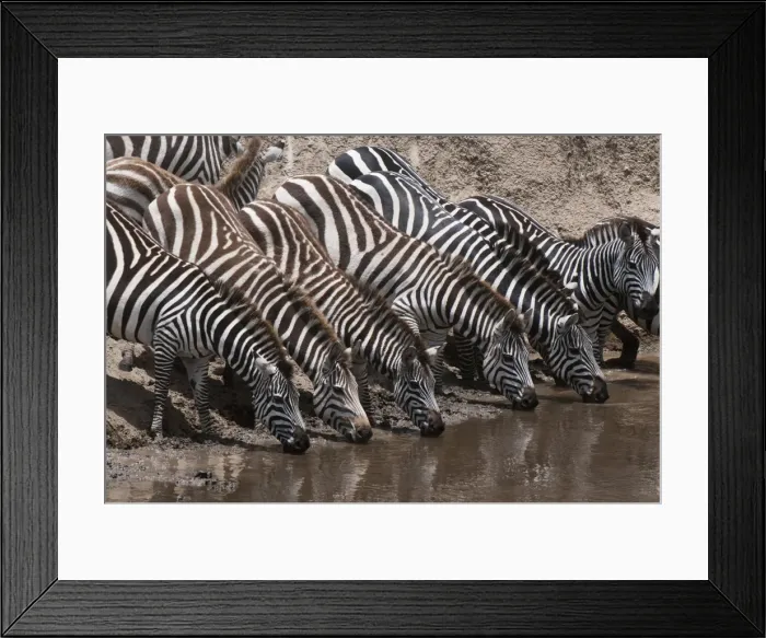 Framed Print : Zebra (Equus quagga), Masai Mara, Kenya, East Africa, Africa Framed Print : Zebra (Equus quagga), Masai Mara, Kenya, East Africa, Africa