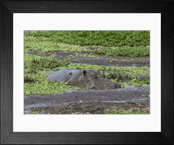 Framed Print : Hippopotamus (Hippopotamus amphibius), Masai Mara, Kenya, East Africa, Africa Framed Print : Hippopotamus (Hippopotamus amphibius), Masai Mara, Kenya, East Africa, Africa