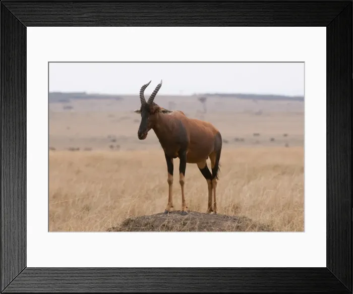 Framed Print : Topi (Damaliscus lunatus), Masai Mara, Kenya, East Africa, Africa Framed Print : Topi (Damaliscus lunatus), Masai Mara, Kenya, East Africa, Africa