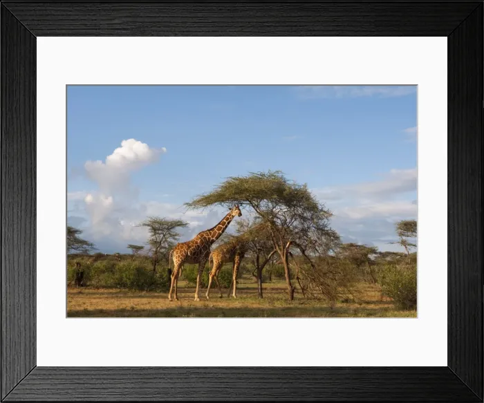Framed Print : Reticulated Giraffe (Giraffa camelopardalis reticulata), Samburu National Park Framed Print : Reticulated Giraffe (Giraffa camelopardalis reticulata), Samburu National Park