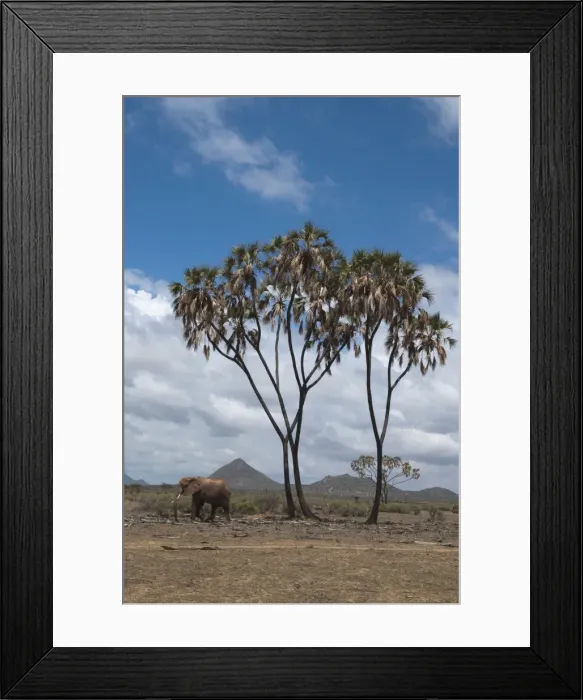 Framed Print : African elephant (Loxodonta africana) walking near a doum palm (Hyphaene coriacea) Framed Print : African elephant (Loxodonta africana) walking near a doum palm (Hyphaene coriacea)