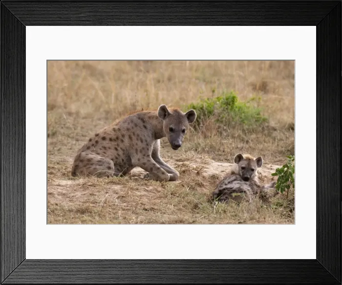 Framed Print : Spotted hyaena (Crocuta crocuta), Masai Mara, Kenya, East Africa, Africa