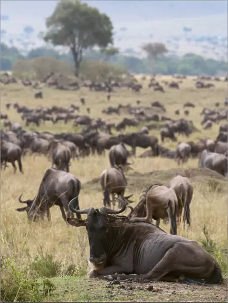 Wildebeest (Connochaetes taurinus), Masai Mara, Kenya, East Africa, Africa