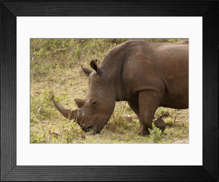 Framed Print : White rhinoceros (Cerototherium simium), Masai Mara, Kenya, East Africa, Africa Framed Print : White rhinoceros (Cerototherium simium), Masai Mara, Kenya, East Africa, Africa