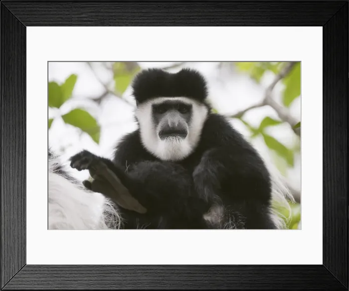 Framed Print : Black and white colobus monkey (Colobus guereza), Samburu National Park Framed Print : Black and white colobus monkey (Colobus guereza), Samburu National Park