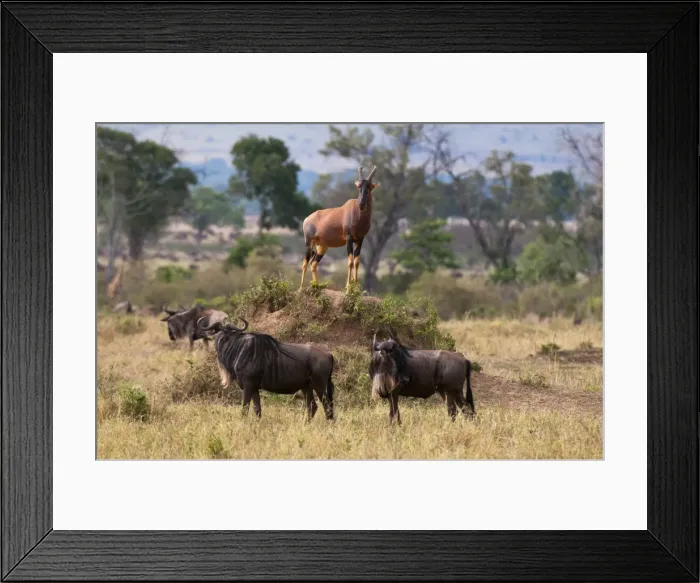 Framed Print : Topi (Damaliscus lunatus), Masai Mara, Kenya, East Africa, Africa Framed Print : Topi (Damaliscus lunatus), Masai Mara, Kenya, East Africa, Africa
