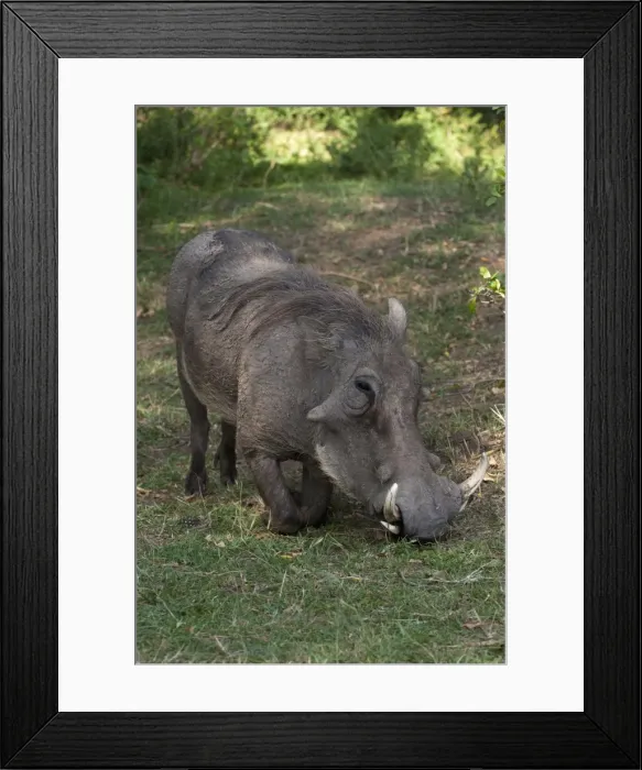 Framed Print : Warthog (Phacochoerus aethiopicus), Masai Mara, Kenya, East Africa, Africa Framed Print : Warthog (Phacochoerus aethiopicus), Masai Mara, Kenya, East Africa, Africa