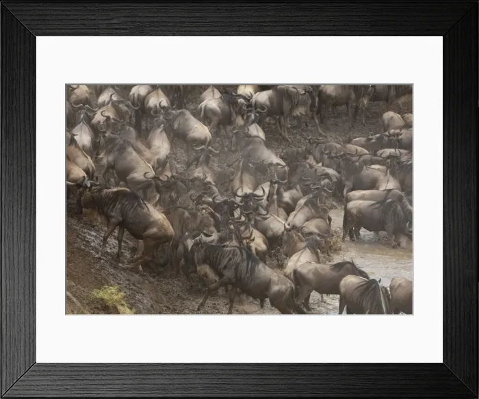 Framed Print : Wildebeest (Connochaetes taurinus), Masai Mara, Kenya, East Africa, Africa Framed Print : Wildebeest (Connochaetes taurinus), Masai Mara, Kenya, East Africa, Africa