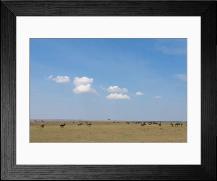 Framed Print : Wildebeest (Connochaetes taurinus), Masai Mara, Kenya, East Africa, Africa Framed Print : Wildebeest (Connochaetes taurinus), Masai Mara, Kenya, East Africa, Africa