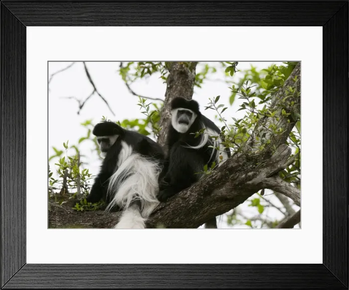 Framed Print : Black and white colobus monkey (Colobus guereza), Samburu National Park Framed Print : Black and white colobus monkey (Colobus guereza), Samburu National Park