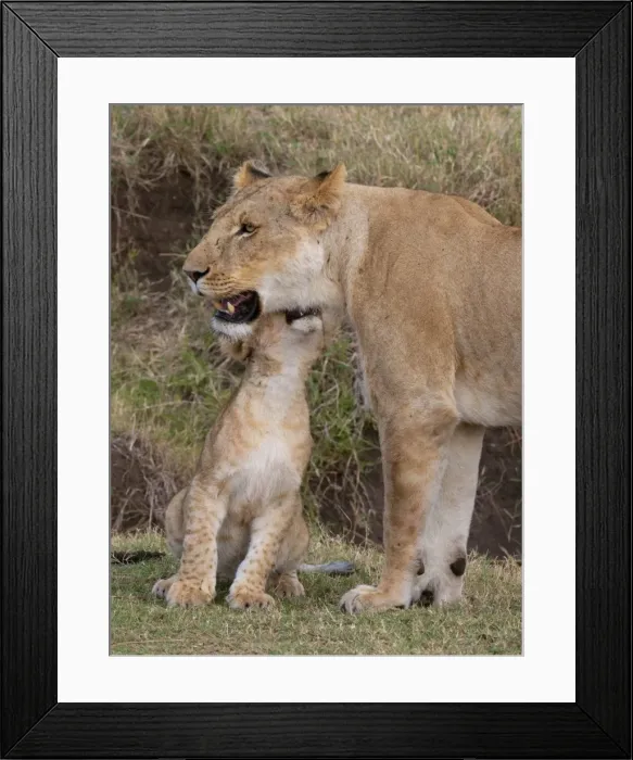 Framed Print : Lion (Panthera leo) female and cub, Masai Mara, Kenya, Eat Africa, Africa Framed Print : Lion (Panthera leo) female and cub, Masai Mara, Kenya, Eat Africa, Africa