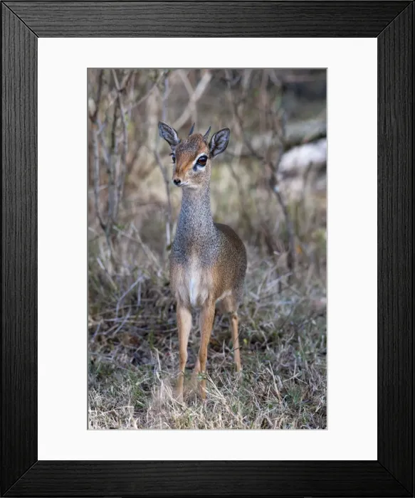 Framed Print : Dik Dik (Madoqua kirkii), Masai Mara, Kenya, East Africa, Africa Framed Print : Dik Dik (Madoqua kirkii), Masai Mara, Kenya, East Africa, Africa
