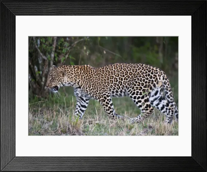 Framed Print : Leopard (Panthera pardus), Masai Mara, Kenya, East Africa, Africa Framed Print : Leopard (Panthera pardus), Masai Mara, Kenya, East Africa, Africa
