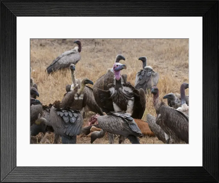 Framed Print : Vultures eating Topi, Masai Mara, Kenya, East Africa, Africa Framed Print : Vultures eating Topi, Masai Mara, Kenya, East Africa, Africa