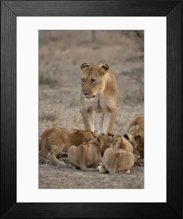 Framed Print : Lion (Panthera leo) female and cubs, Masai Mara, Kenya, East Africa, Africa Framed Print : Lion (Panthera leo) female and cubs, Masai Mara, Kenya, East Africa, Africa