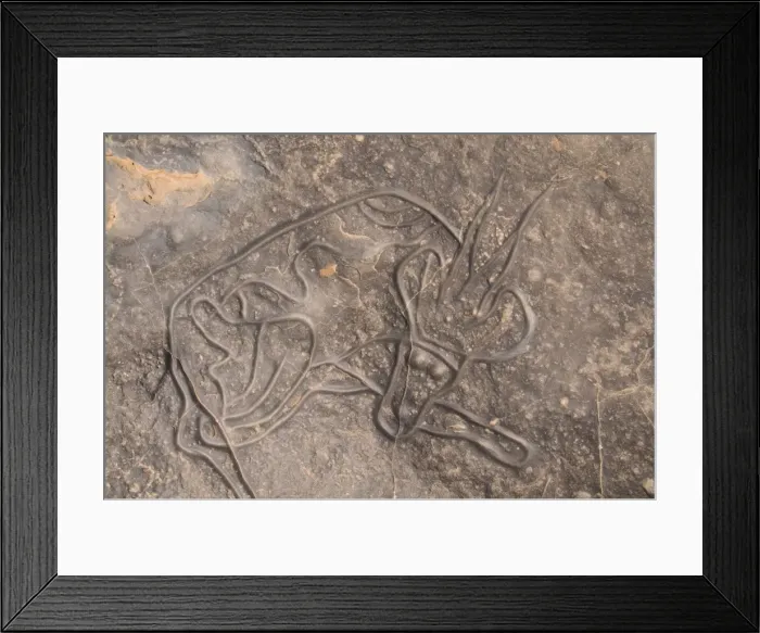 Framed Print : Rock carving of a cow, Tin Taghirt, Tassili n Ajjer, Algeria, North Africa, Africa Framed Print : Rock carving of a cow, Tin Taghirt, Tassili n Ajjer, Algeria, North Africa, Africa