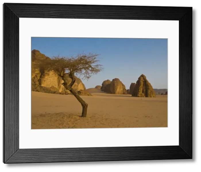 Framed Print : Lonely tree in the Sahara Desert, Southern Algeria, North Africa, Africa Framed Print : Lonely tree in the Sahara Desert, Southern Algeria, North Africa, Africa