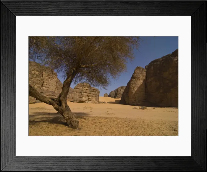 Framed Print : Lonely tree in the Sahara, Southern Algeria, North Africa, Africa Framed Print : Lonely tree in the Sahara, Southern Algeria, North Africa, Africa