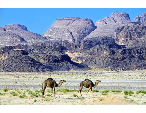 Camels in the Sahara Desert, Tassili n Ajjer, Algeria, North Africa, Africa
