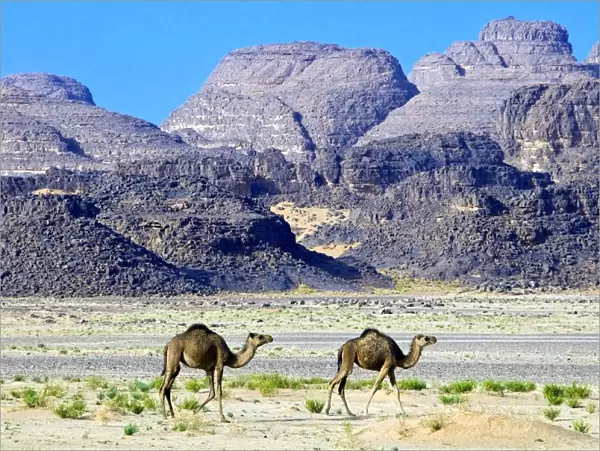 Camels in the Sahara Desert, Tassili n Ajjer, Algeria, North Africa, Africa