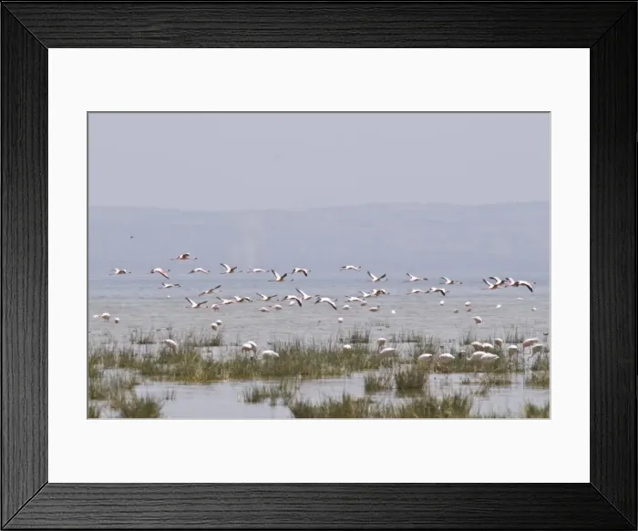 Framed Print : Flamingos in the Abiata-Shala National Park, Ethiopia, Africa Framed Print : Flamingos in the Abiata-Shala National Park, Ethiopia, Africa