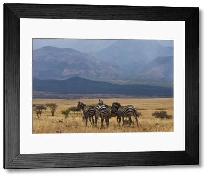 Framed Print : Zebras at the Nechisar National Park, Ethiopia, Africa Framed Print : Zebras at the Nechisar National Park, Ethiopia, Africa