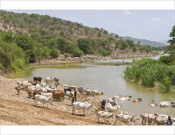 Cattle at the Omo River, Omo Valley, Ethiopia, Africa