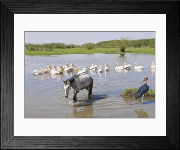 Framed Print : Horse and pelicans in the Abiata-Shala National Park, Ethiopia, Africa Framed Print : Horse and pelicans in the Abiata-Shala National Park, Ethiopia, Africa