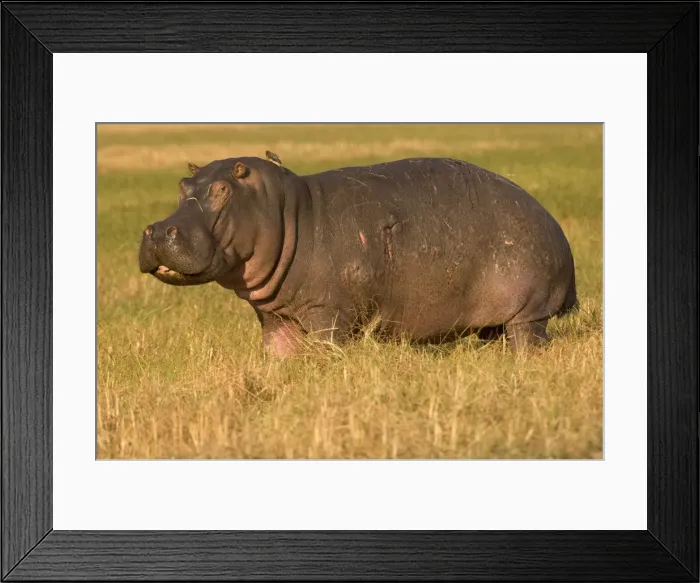Framed Print : Hippopotamus, Busanga Plains, Kafue National Park, Zambi, Africa Framed Print : Hippopotamus, Busanga Plains, Kafue National Park, Zambi, Africa