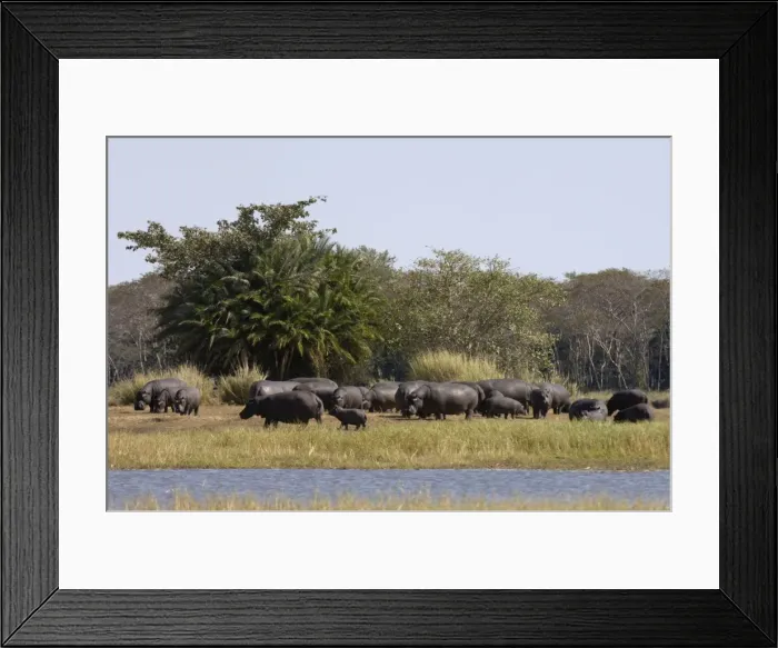 Framed Print : Hippopotamus (Hippopotamus amphibius), Busanga Plains, Kafue National Park Framed Print : Hippopotamus (Hippopotamus amphibius), Busanga Plains, Kafue National Park