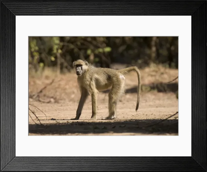 Framed Print : Chacma baboon, South Luangwa National Park, Zambia, Africa Framed Print : Chacma baboon, South Luangwa National Park, Zambia, Africa