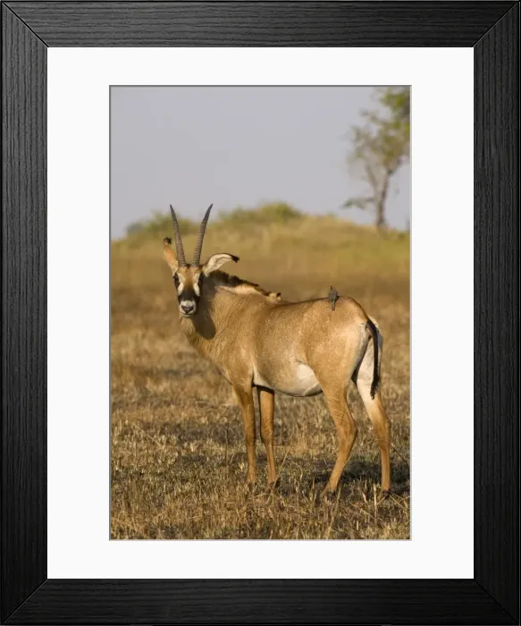 Framed Print : Roan antelope and oxpecker, Busanga Plains, Kafue National Park, Zambia, Africa Framed Print : Roan antelope and oxpecker, Busanga Plains, Kafue National Park, Zambia, Africa