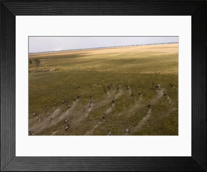 Framed Print : Blue wildebeest seen from helicopter flight over Busanga Plains, Kafue National Park Framed Print : Blue wildebeest seen from helicopter flight over Busanga Plains, Kafue National Park