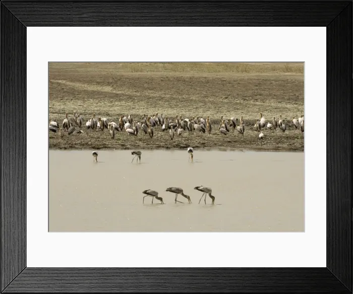Framed Print : Yellow-billed storks (Mycteria ibis), Luangwa River, South Luangwa National Park Framed Print : Yellow-billed storks (Mycteria ibis), Luangwa River, South Luangwa National Park