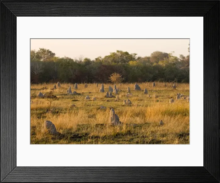 Framed Print : Termite mounds, Kafue National Park, Zambia, Africa