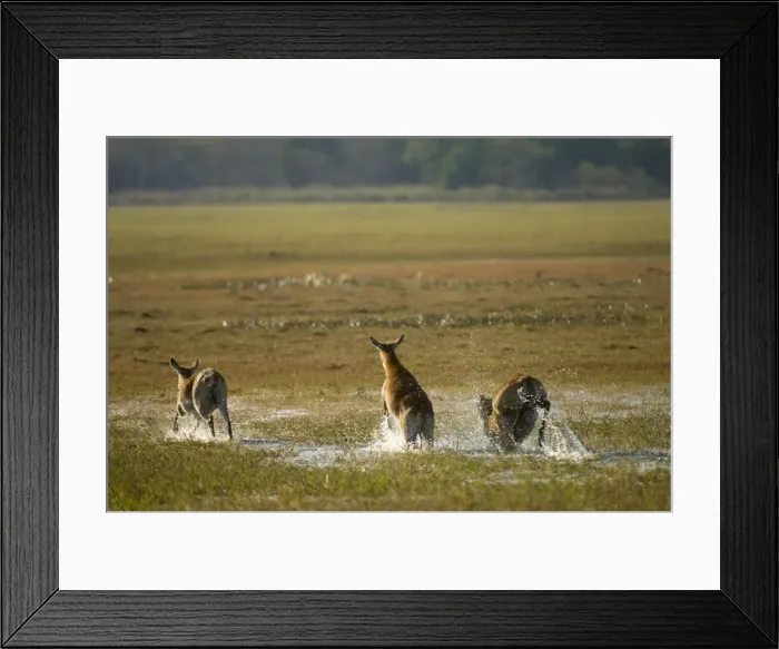 Framed Print : Red lechwe (Kobus leche), Busanga Plains, Kafue National Park, Zambia, Africa Framed Print : Red lechwe (Kobus leche), Busanga Plains, Kafue National Park, Zambia, Africa