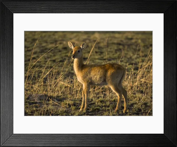 Framed Print : Puku, Kafue National Park, Zambia, Africa Framed Print : Puku, Kafue National Park, Zambia, Africa