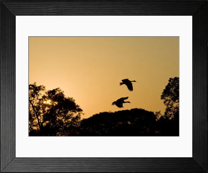 Framed Print : Kafue National Park, Zambia, Africa Framed Print : Kafue National Park, Zambia, Africa