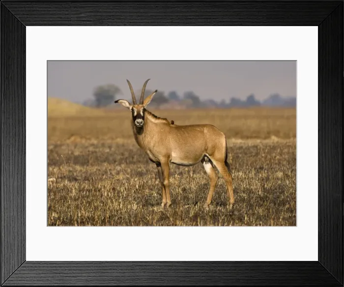 Framed Print : Roan antelope, Busanga Plains, Kafue National Park, Zambia, Africa Framed Print : Roan antelope, Busanga Plains, Kafue National Park, Zambia, Africa