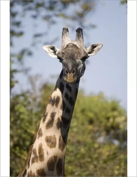 Thornicroft giraffe (Giraffa camelopardalis thornicrofti), South Luangwa National Park