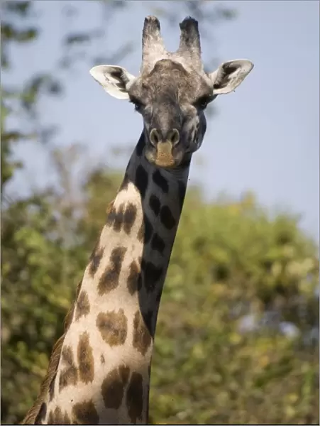 Thornicroft giraffe (Giraffa camelopardalis thornicrofti), South Luangwa National Park