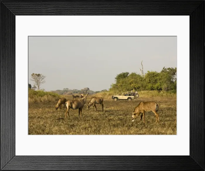 Framed Print : Roan antelope, Busanga Plains, Kafue National Park, Zambia, Africa Framed Print : Roan antelope, Busanga Plains, Kafue National Park, Zambia, Africa