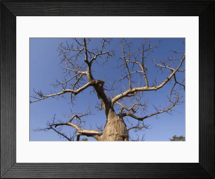 Framed Print : Baobab tree, South Luangwa National Park, Zambia, Africa Framed Print : Baobab tree, South Luangwa National Park, Zambia, Africa