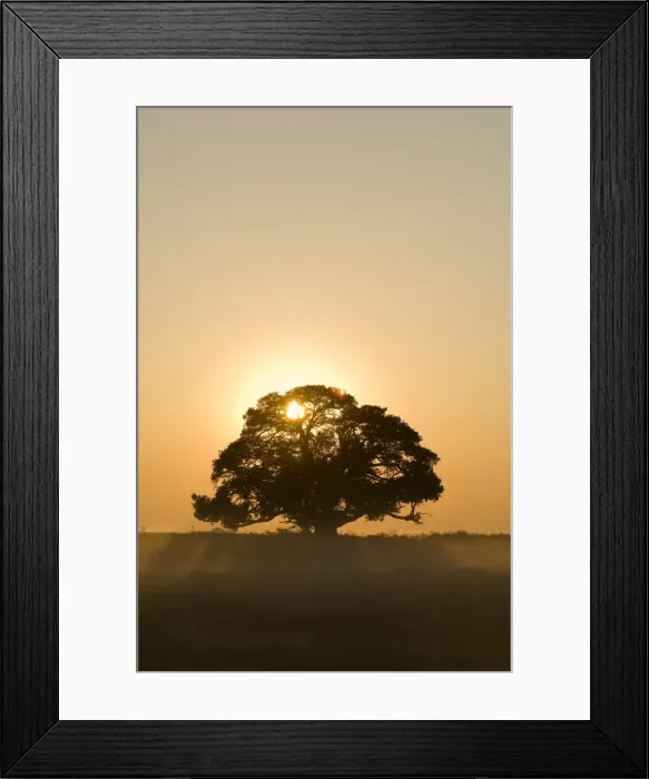Framed Print : Sunrise, Busanga Plains, Kafue National Park, Zambia, Africa